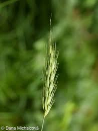 Attēlu rezultāti vaicājumam “Hordelymus europaeus fruit”