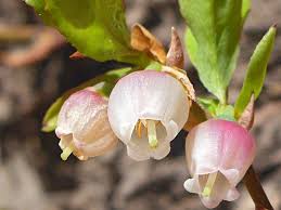 Attēlu rezultāti vaicājumam “Vaccinium uliginosum flower”