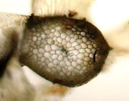 Attēlu rezultāti vaicājumam “Eurhynchium praelongum”