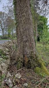 Attēlu rezultāti vaicājumam “Kretzschmaria deusta”