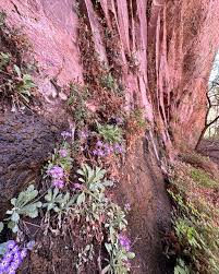 Attēlu rezultāti vaicājumam “Primula x margotae”