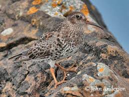 Attēlu rezultāti vaicājumam “Calidris maritima adult”