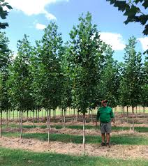 Attēlu rezultāti vaicājumam “Liriodendron tulipifera”