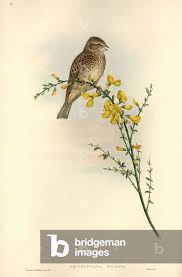 Image result for Emberiza calandra