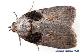 Attēlu rezultāti vaicājumam “Nolidae”