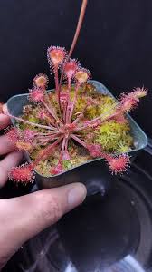 Attēlu rezultāti vaicājumam “Utricularia intermedia leaf”