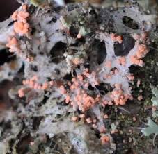 Attēlu rezultāti vaicājumam “Erythricium aurantiacum”