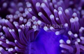 Image result for Anemonenarten