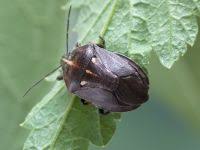 Attēlu rezultāti vaicājumam “Jalla dumosa”