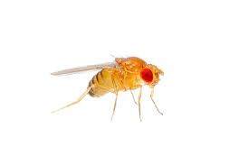 Attēlu rezultāti vaicājumam “Drosophila melanogaster”