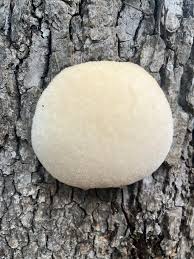 Attēlu rezultāti vaicājumam “Reticularia lycoperdon young”