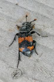 Attēlu rezultāti vaicājumam “Nicrophorus investigator imago”