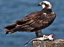 Image result for Pandion haliaetus