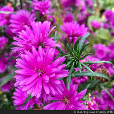Image result for Aster novi-belgii