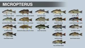 Image result for Micropterus