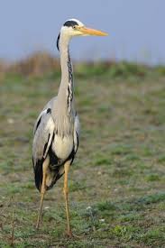 Attēlu rezultāti vaicājumam “Ardea cinerea adult”