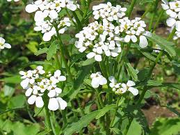 Image result for Schleifenblume