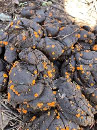 Attēlu rezultāti vaicājumam “Physarum pseudoalexandrowiczii”