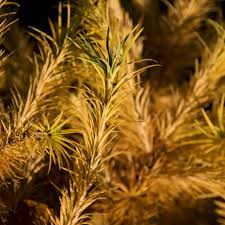 Attēlu rezultāti vaicājumam “Larix kaempferi female flower”