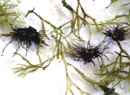 Attēlu rezultāti vaicājumam “Ricciocarpos natans”