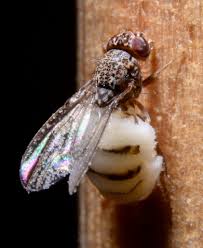 Attēlu rezultāti vaicājumam “Entomophthora”