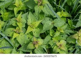 Attēlu rezultāti vaicājumam “Lamium purpureum leaf”