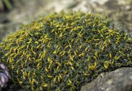 Attēlu rezultāti vaicājumam “Grimmia pulvinata sporophyte”
