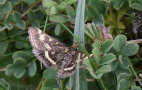 Attēlu rezultāti vaicājumam “Pyrausta purpuralis”