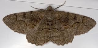 Attēlu rezultāti vaicājumam “Alcis repandata”