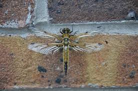 Attēlu rezultāti vaicājumam “Libellula quadrimaculata exuvia”