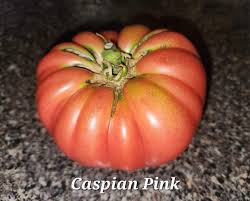 Afbeeldingsresultaat voor caspian pink tomato