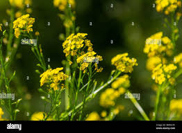 Attēlu rezultāti vaicājumam “Bunias orientalis flower”