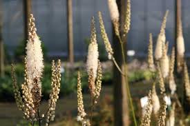 Image result for Silberkerze