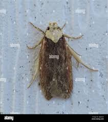 Attēlu rezultāti vaicājumam “Depressaria depressana”