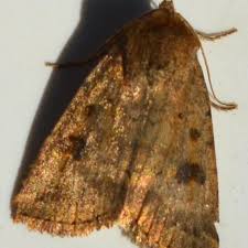 Attēlu rezultāti vaicājumam “Caradrina morpheus”