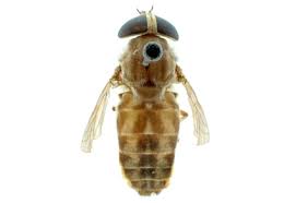 Attēlu rezultāti vaicājumam “Tabanidae”