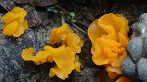 Attēlu rezultāti vaicājumam “Tremiscus helvelloides”