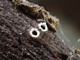 Attēlu rezultāti vaicājumam “Stictis”