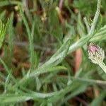 Attēlu rezultāti vaicājumam “Cyanus segetum”