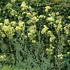 Attēlu rezultāti vaicājumam “Thalictrum flavum fruit”