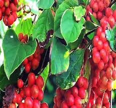 Attēlu rezultāti vaicājumam “Schisandra chinensis flower”