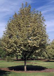 Attēlu rezultāti vaicājumam “Acer platanoides”