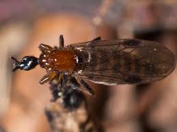 Attēlu rezultāti vaicājumam “Bibionidae female”