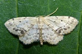 Attēlu rezultāti vaicājumam “Idaea dimidiata”