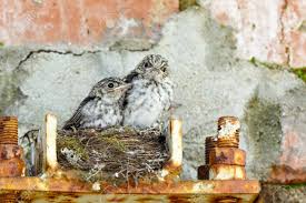 Attēlu rezultāti vaicājumam “Muscicapa striata nest”