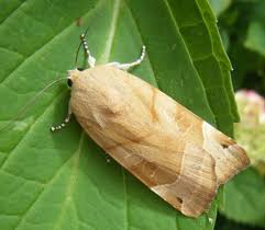 Attēlu rezultāti vaicājumam “Noctua fimbriata larva”