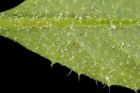 Attēlu rezultāti vaicājumam “Capsella bursa-pastoris leaf”