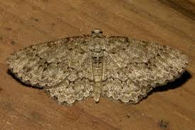 Attēlu rezultāti vaicājumam “Ectropis crepuscularia”