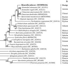 Attēlu rezultāti vaicājumam “Myurella julacea”