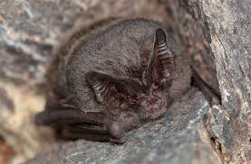 Attēlu rezultāti vaicājumam “Barbastella barbastellus”